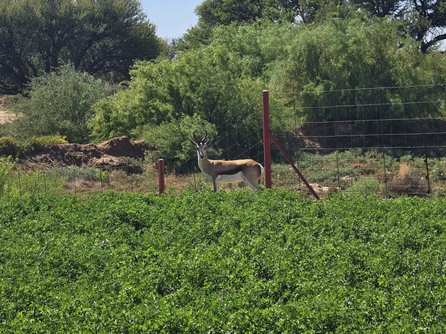 2 Bedroom Property for Sale in Upington Rural Northern Cape